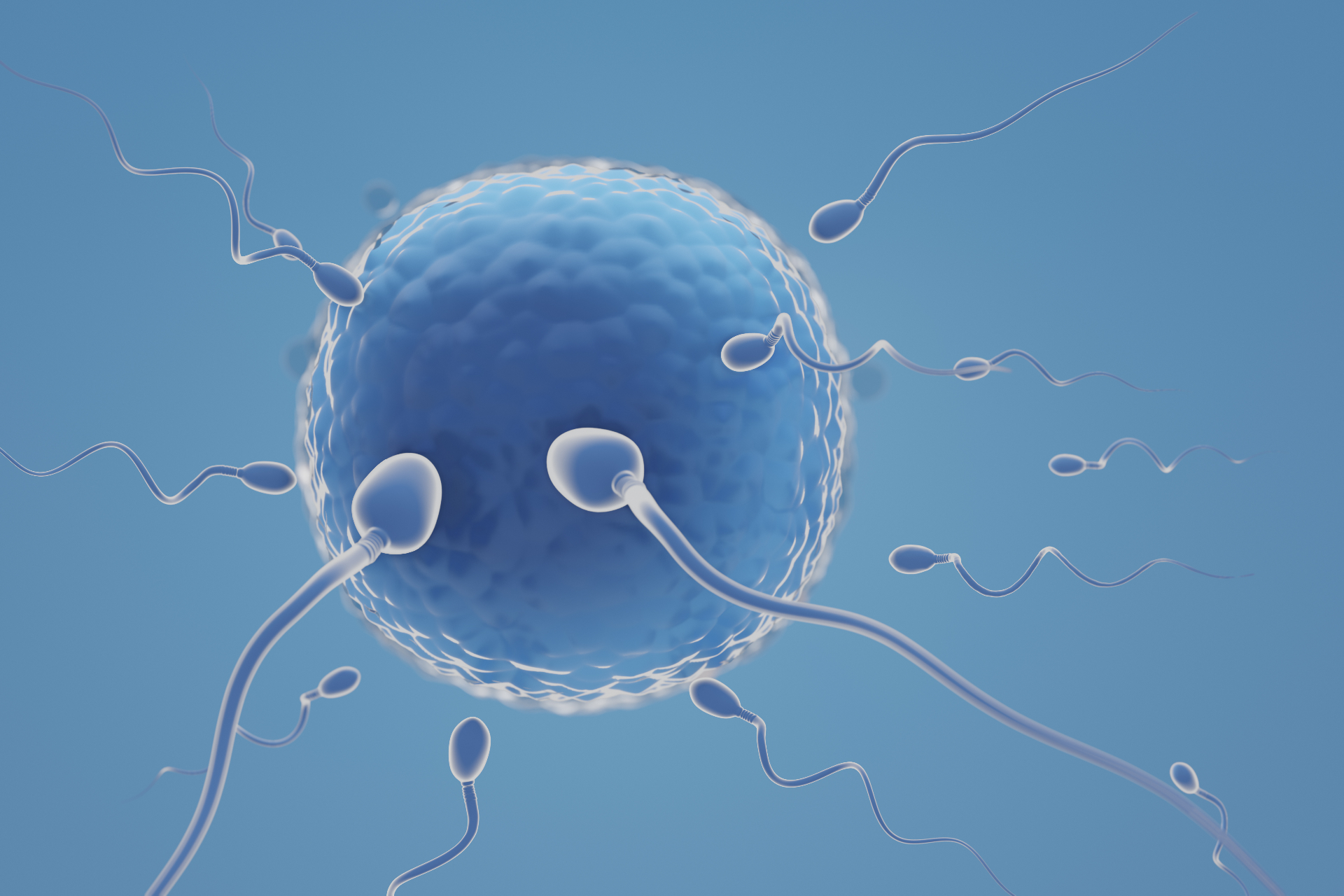 Male Fertility